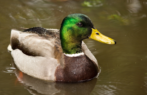 It Looks Like a Duck, It Quacks Like a Duck, But It… Might Not Be a ...